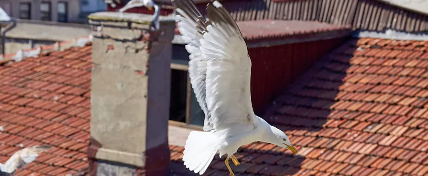 Residential Chimney Animal Removal Solution in West Mifflin, PA
